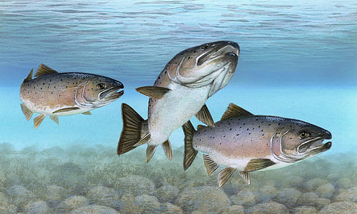 Atlantic Salmon in a Group -- Salmo salar thumbnail