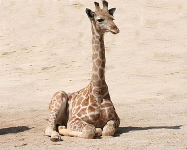 photo of brown giraffe on brown sand thumbnail