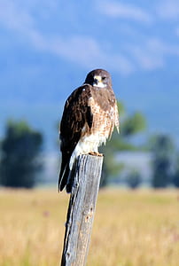 black and brown bird in shallow focus photography thumbnail