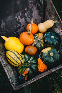 Variety of Pumpkins thumbnail