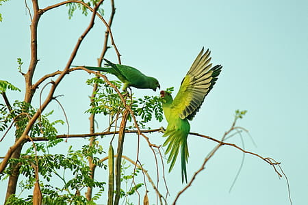 Two Green Parrots thumbnail