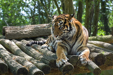 tiger lying on log thumbnail