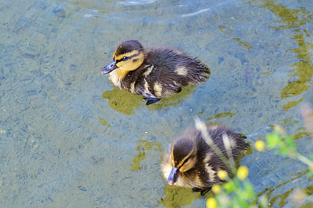 high angle photography of two ducklings on body of water thumbnail