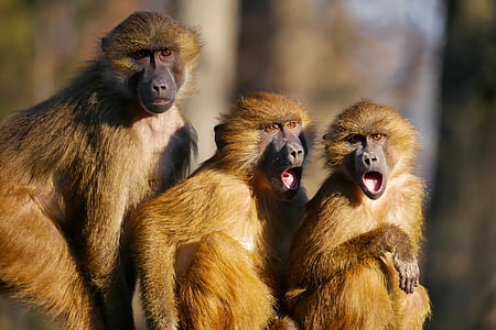three baboons focus photography thumbnail