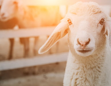 shallow focus photography of sheep thumbnail