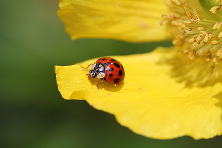selective focus photography of black and red ladybug peched on yellow petaled flower at daytime thumbnail