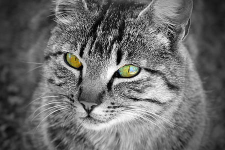 grey cat with green eyes thumbnail