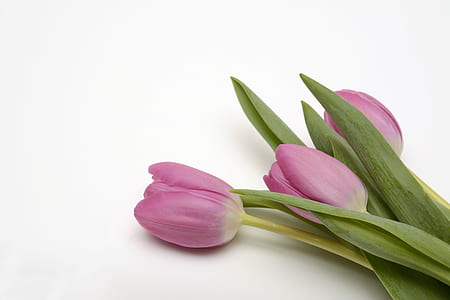 purple tulips thumbnail