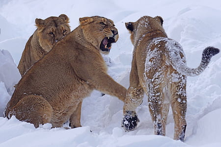 three gray cubs thumbnail