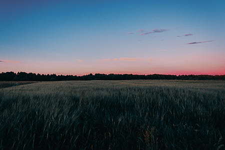 green leafed field under blue sky thumbnail
