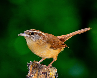 shallow focus photography of brown bird thumbnail