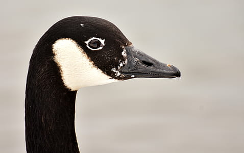 white and black goose head thumbnail