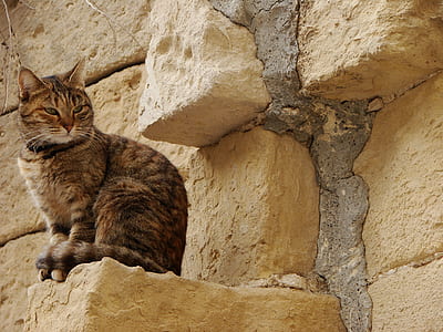 brown tabby cat beside brick wall thumbnail