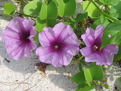 Getfotsipomea, Beach Flower thumbnail