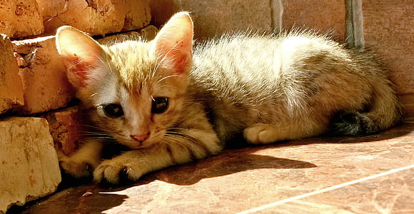 brown tabby kitten beside brick wall thumbnail
