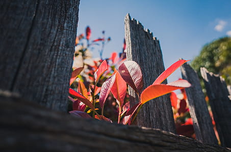 Low Angle Photo of Red Leafed Plants thumbnail
