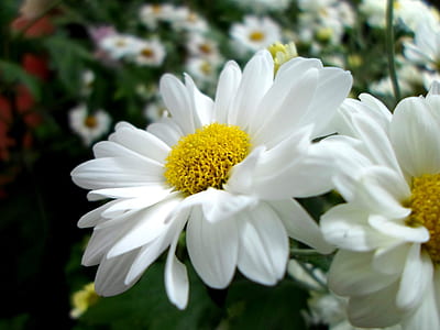 white daisy flowers thumbnail