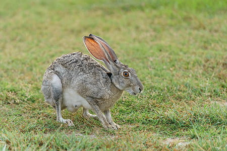 gray hare on green grasses thumbnail