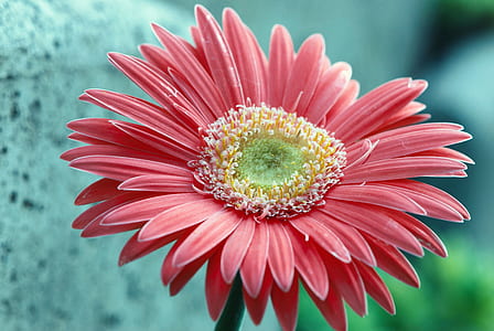 red flower thumbnail