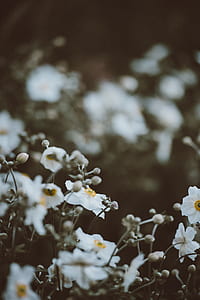 white anemone flowers in closeup photo thumbnail