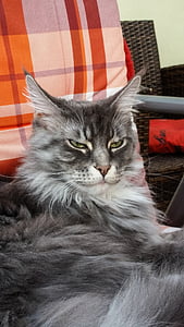 short-haired gray cat laying on chair thumbnail