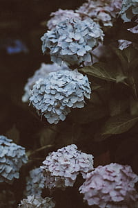 white hydrangeas flowers thumbnail