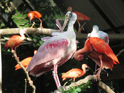 flock of pink flamingos on tree branch thumbnail