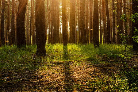 forest trees during daytime thumbnail