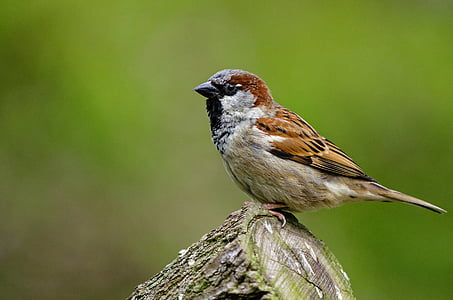 macro photo of brown and white bird thumbnail