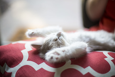 white and orange tabby kitten lying on red textile thumbnail