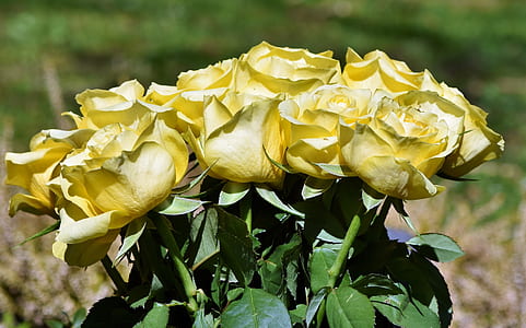 bouquet of yellow roses in bloom thumbnail