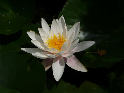 macro photography of white water lily flower thumbnail