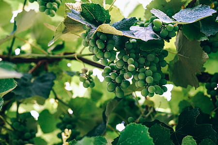 branches, agriculture, plant, fruits thumbnail
