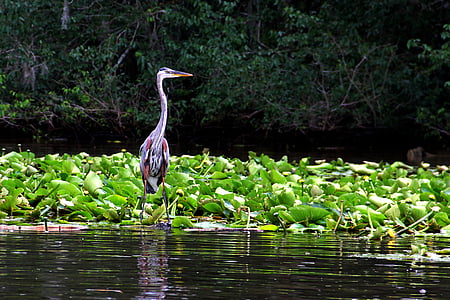 grey heron on body of water near water lily plants thumbnail