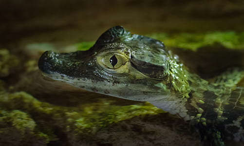 selective focus photography of baby crocodile thumbnail