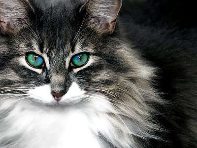 long-coated black and white cat thumbnail