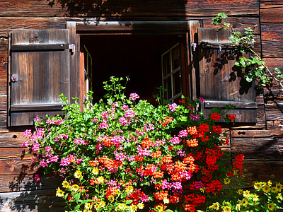 assorted flowers in front of shutter window during daytime thumbnail
