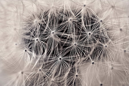 macro shot of white dandelion flower thumbnail