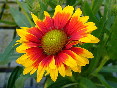 yellow and red petaled flower thumbnail