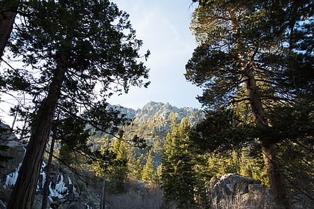 low angle photo of tall trees thumbnail