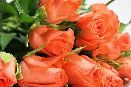 closeup photography of orange rose flowers thumbnail