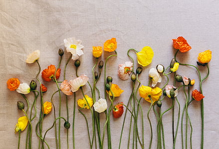 high angle photo of assorted-color flowers thumbnail