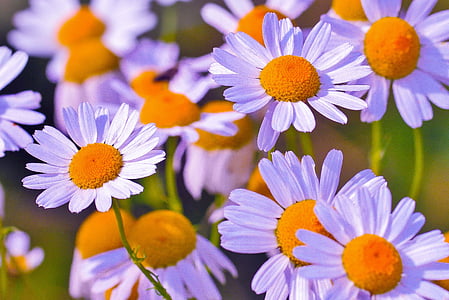 purple petaled yellow stigma flowers thumbnail