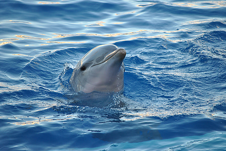 gray dolphin on body of water thumbnail