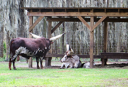 Brown and Beige Animals Near at Cage thumbnail
