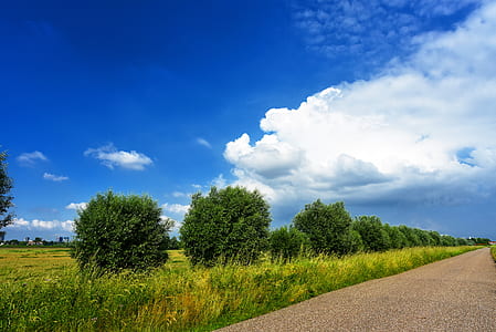 green leafed tree near road thumbnail
