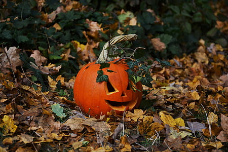 pumpkin on brown leaves during daytime thumbnail