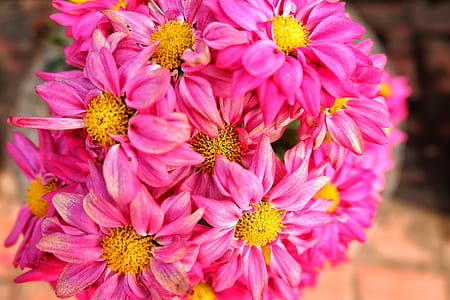 closeup photo of pink petaled flowers thumbnail