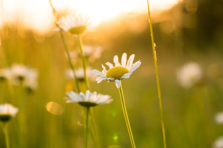 white daisies in bloom at sunset thumbnail