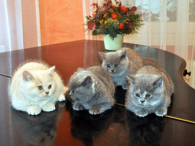 three gray and one white Persian cats thumbnail